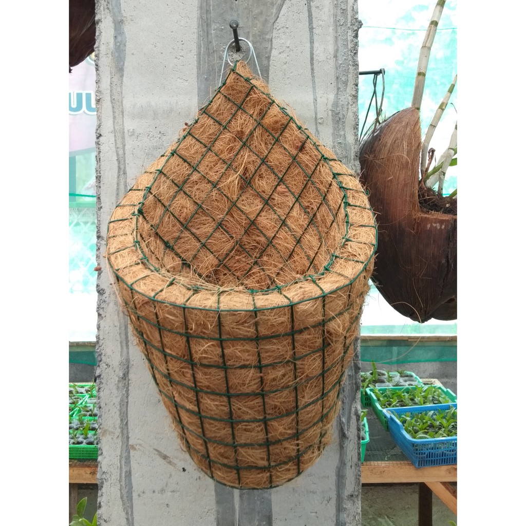 POT TEMPEL ANGGREK dendro bulan catleya