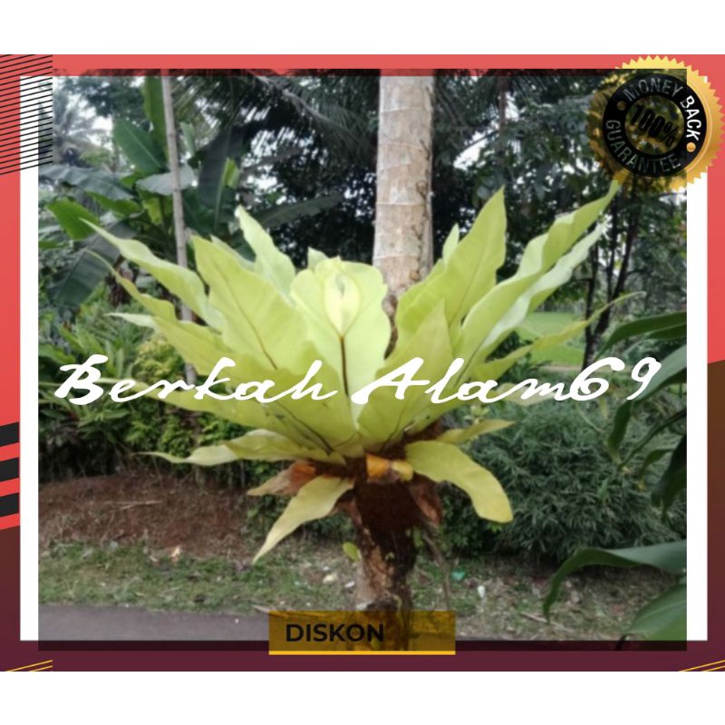 Kadaka Jumbo/Kadaka Biasa/Kadaka Tempel