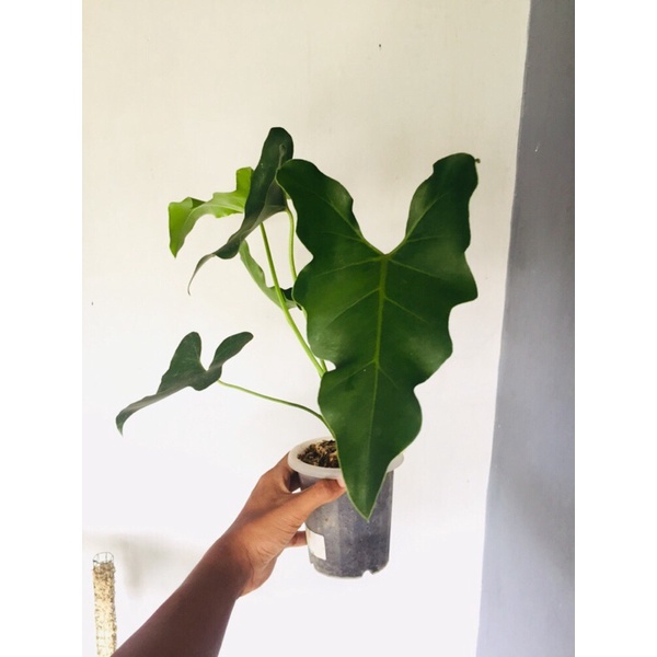 TERJUAL‼️ tanaman Thaumatophyllum soledad bukan philodendron soledad 02