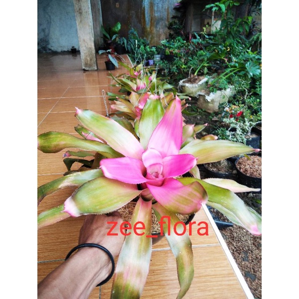 Bromelia pink grass