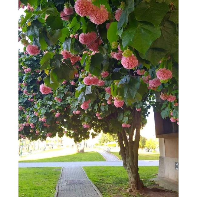 dombeya cayeuxii/lebah klanceng/klanceng/pakan lebah/itama/kelulut