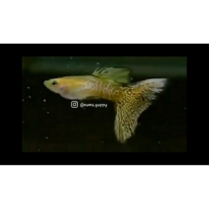 Ikan guppy blonde yellow cobra