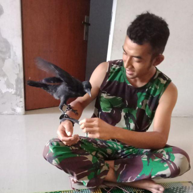 Angklet Tali Kaki Burung Alap Alap Kestrel Kabit Cg Bwk