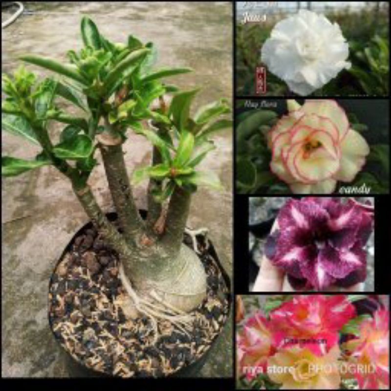 Adenium Kamboja grafting 4 warna size D