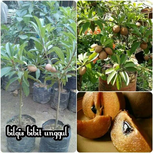 bibit buah sawo madu cangkok berbuah (bibit tanaman buah)