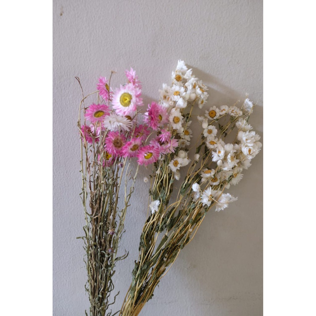 Rodanthe - bunga kering import/dried flower per 10gram