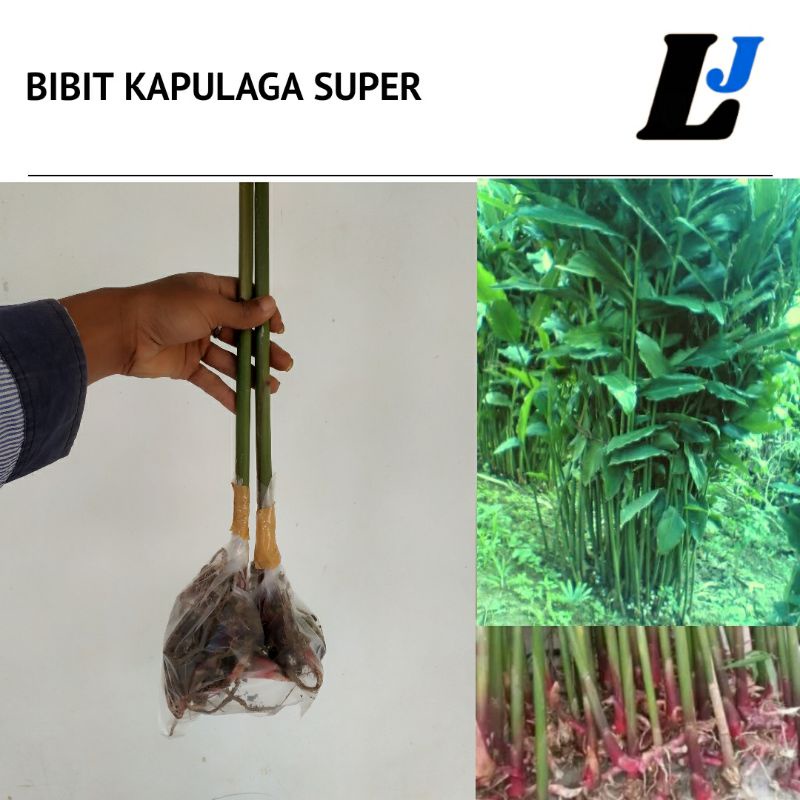 Jual Bibit Kapulaga Kelas Unggul Buah Kapulaga Sebesar Kopi Shopee Indonesia 9192