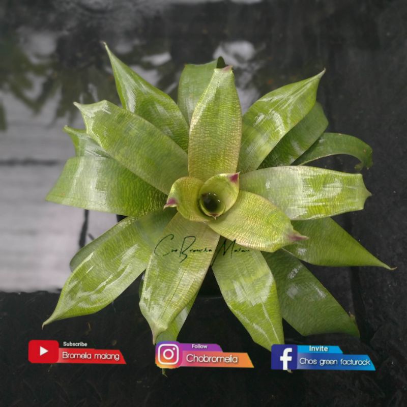 Bromelia vriesea charlatte