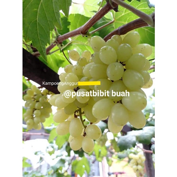 bibit ANGGUR SEDLES tanpa biji TERMURAH