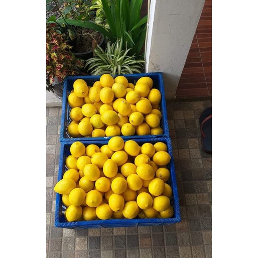 

Lemon California isi 1kg
