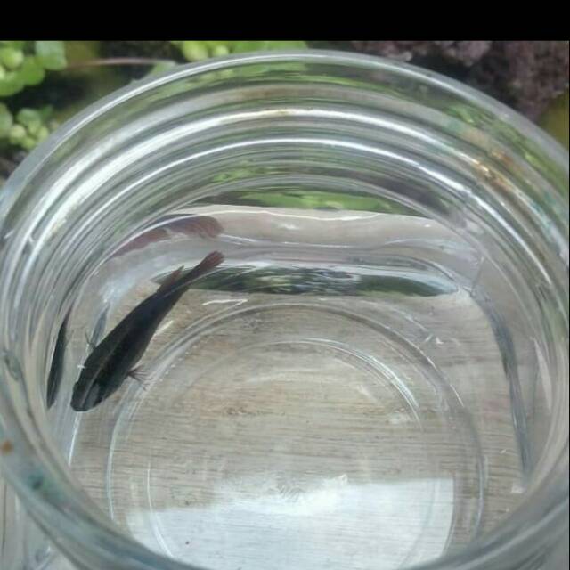 Cupang female aduan medan series