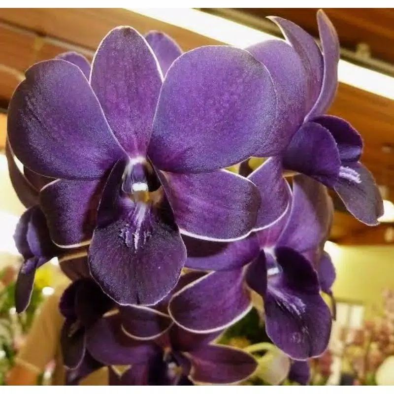 Anggrek Dendrobium Blue angel