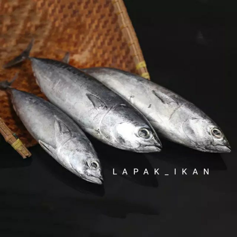 Ikan Tongkol Lisong Segar 1~Kilogram