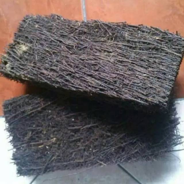 Media tanam akar pakis lepengan - Akar pakis lempengan