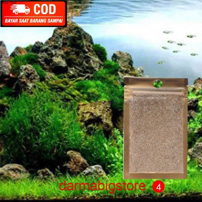 Bibit Rumput Aquascape hair grass seed aquarium aquascape benih rumput