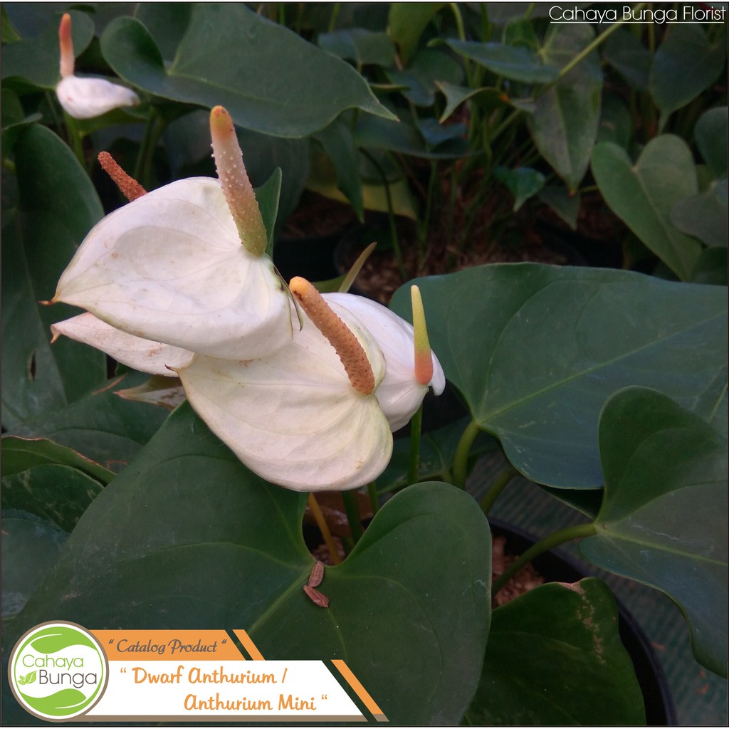 Tanaman Hias Bunga Anthurium Mini Putih Shopee Indonesia