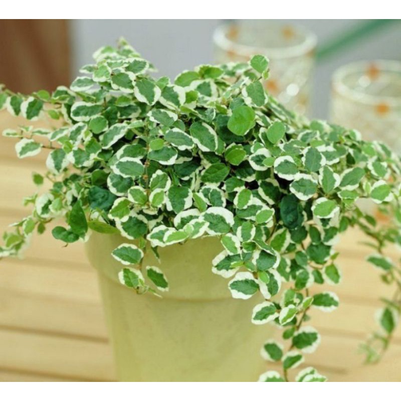 TANAMAN HIAS DOLAR VARIGATA GANTUNG