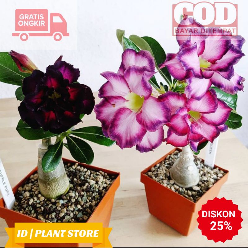 Bibit bunga kamboja adenium samson-kamboja jepang-tanaman hidup-benih bunga