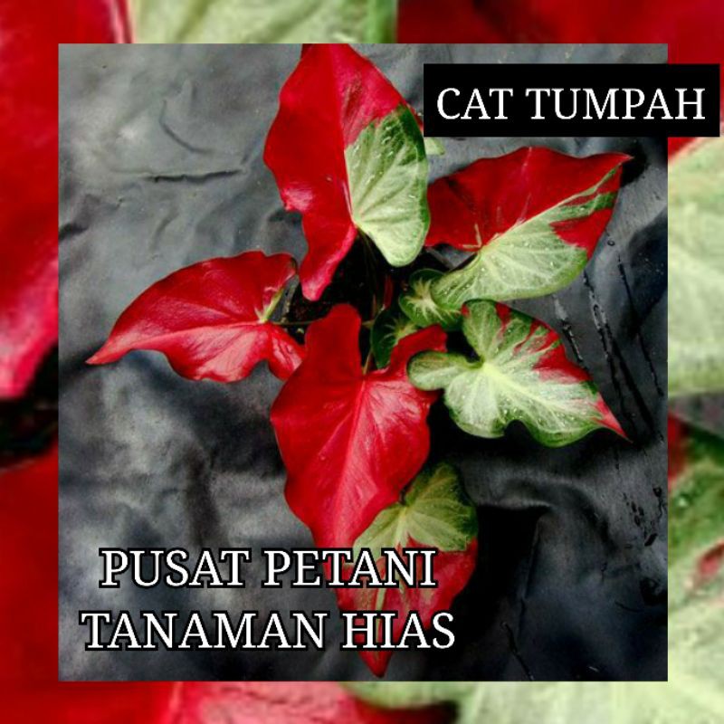 Umbi caladium Cat tumpah bonggol keladi