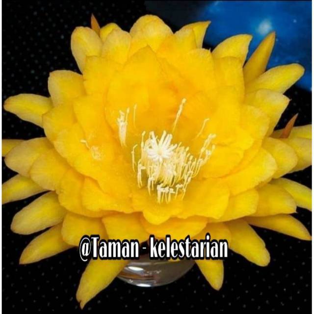 Wijaya kusuma kuning / tanaman hias wijaya kusuma bangkok