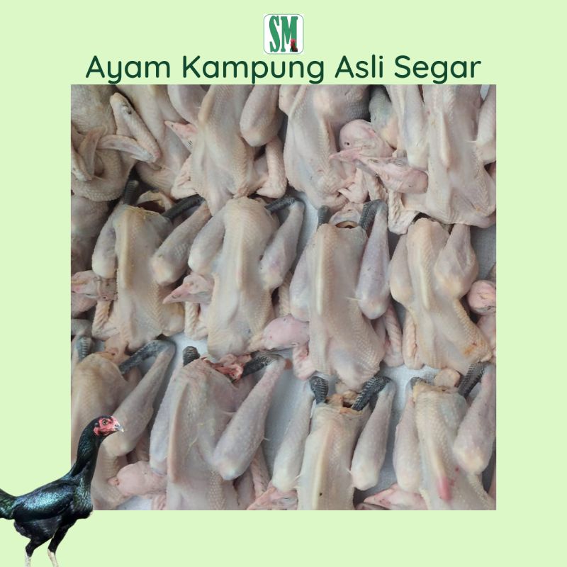 Jual Ayam Kampung Asli 1 Kg Shopee Indonesia