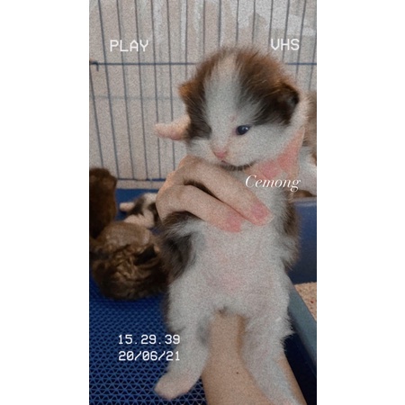 Kucing Persia Flatnose / kucing anggora / kucing persia peaknose / kucing lucu