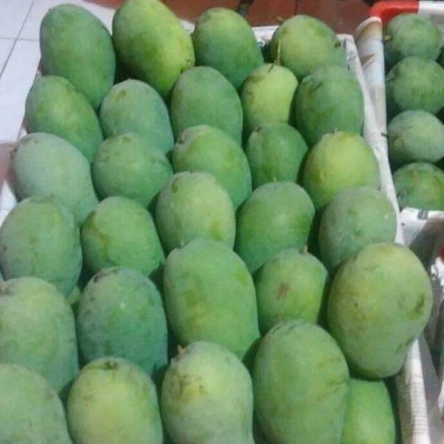 

Mangga Harumanis