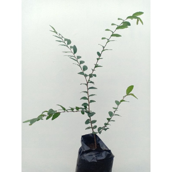 bibit bonsai ulmus mikro