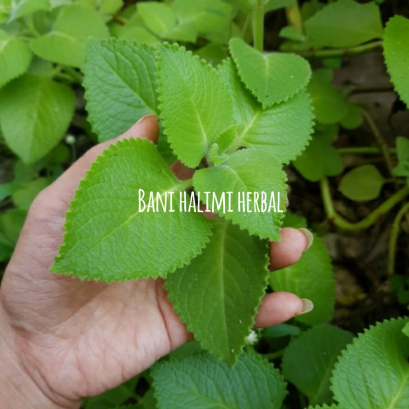 

Daun Jinten/Daun Bangun-bangun(mexican mint) 100 gram