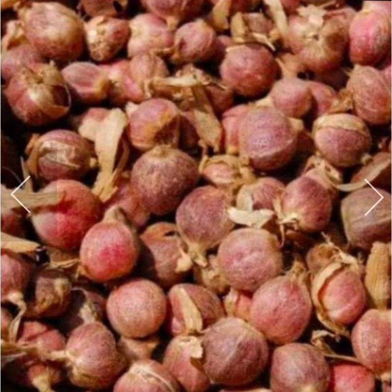 

biji kapulaga merah super 1kg basah kualitas gradeA
