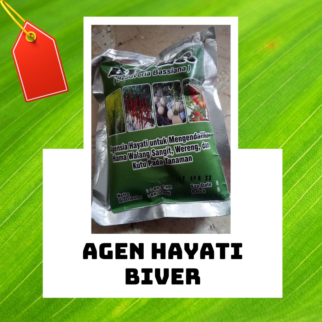 Insektisida Hayati Beauveria bassiana BIVER