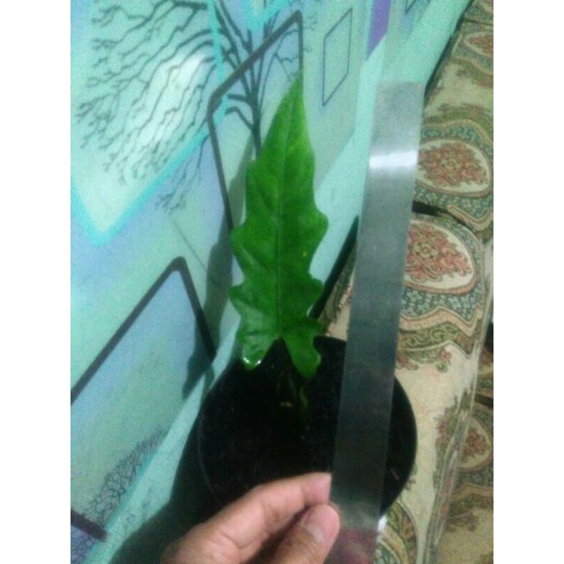 Caladium Keladi Keris