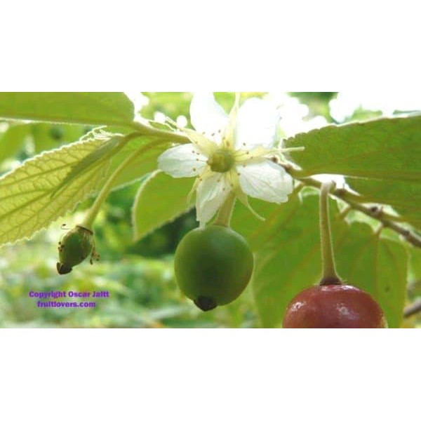 

Buah Kersen - Buah Ceri