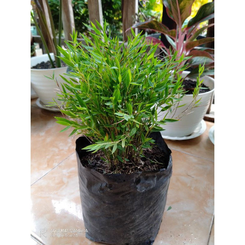 Bibit Bambu Jepang / Bambu Micro