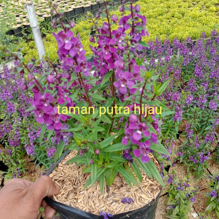 tanaman Hias lavender Anjelonia -ungu /tanaman hias hidup tanaman hias lavender