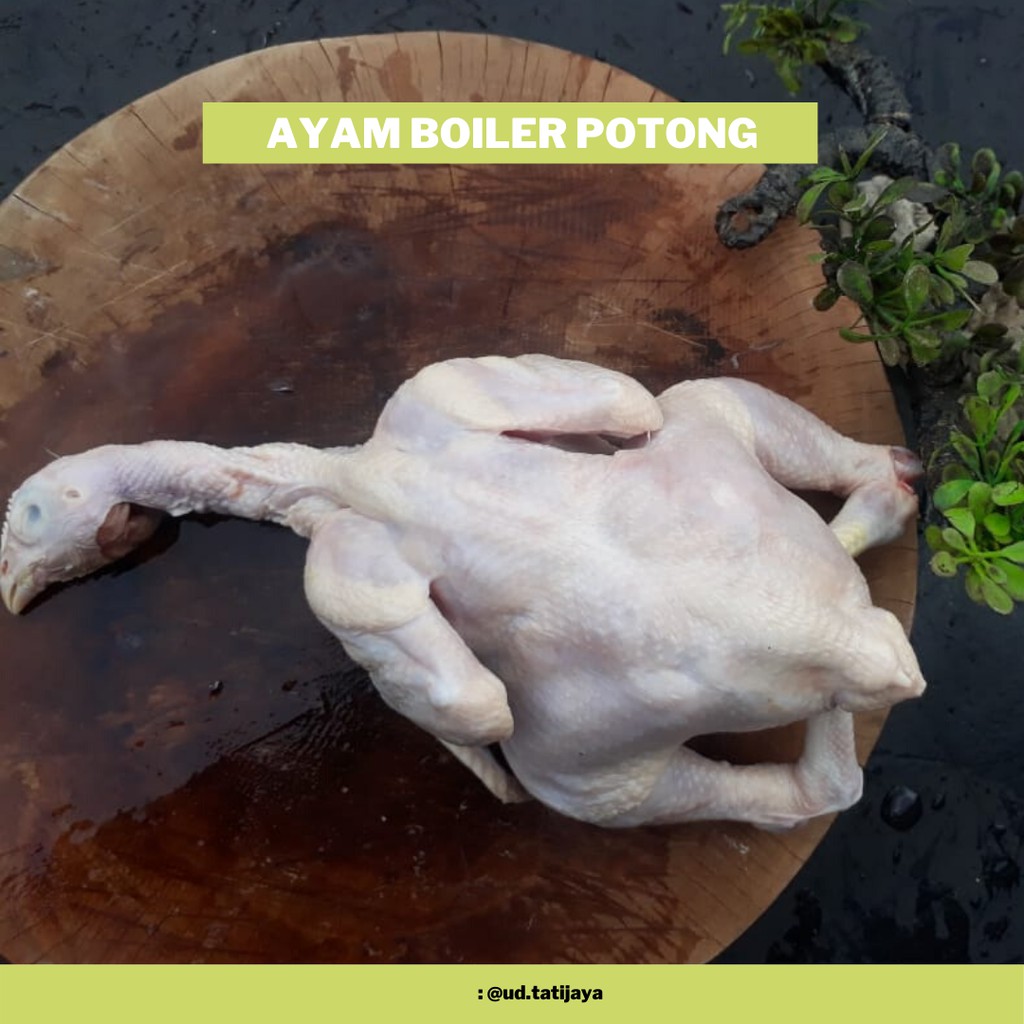

ayam boiler / ayam negri 1,1kg (timbangan hidup)