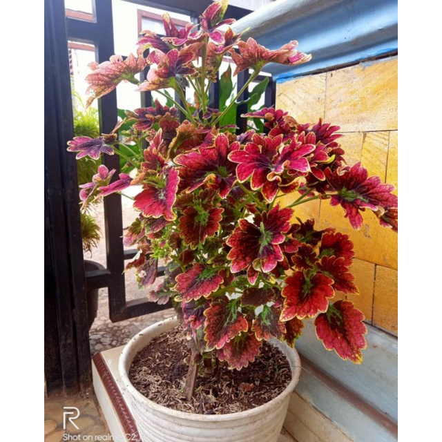 Tanaman mura/ tanaman miana batik- hiasan taman - tanaman miana batik