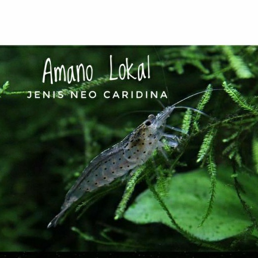 Udang hias Amano Lokal aquascape