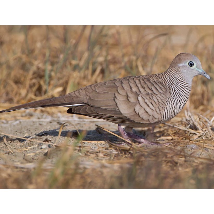 Burung Perkutut Lokal