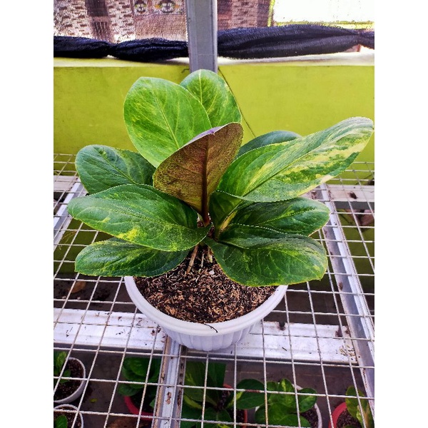 Anthurium Jemani Bj Eka Varigata