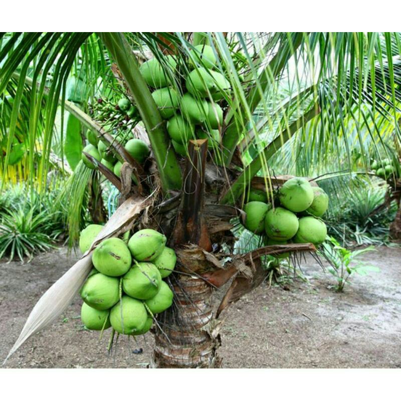 Bibit kelapa wulung / kelapa hijau wulung / kelapa ijo asli