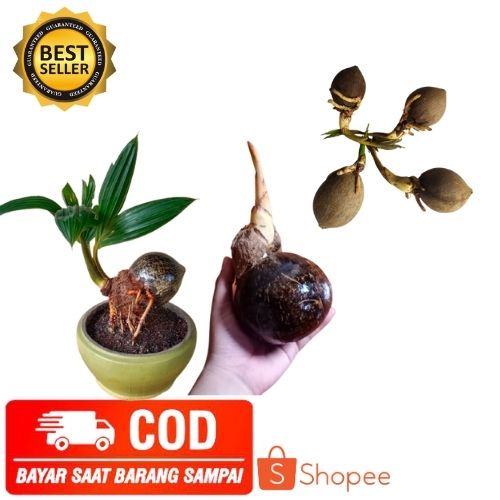 (COD) Bibit Kelapa Bonsai kelapa Minion sudah tunas UNGGUL