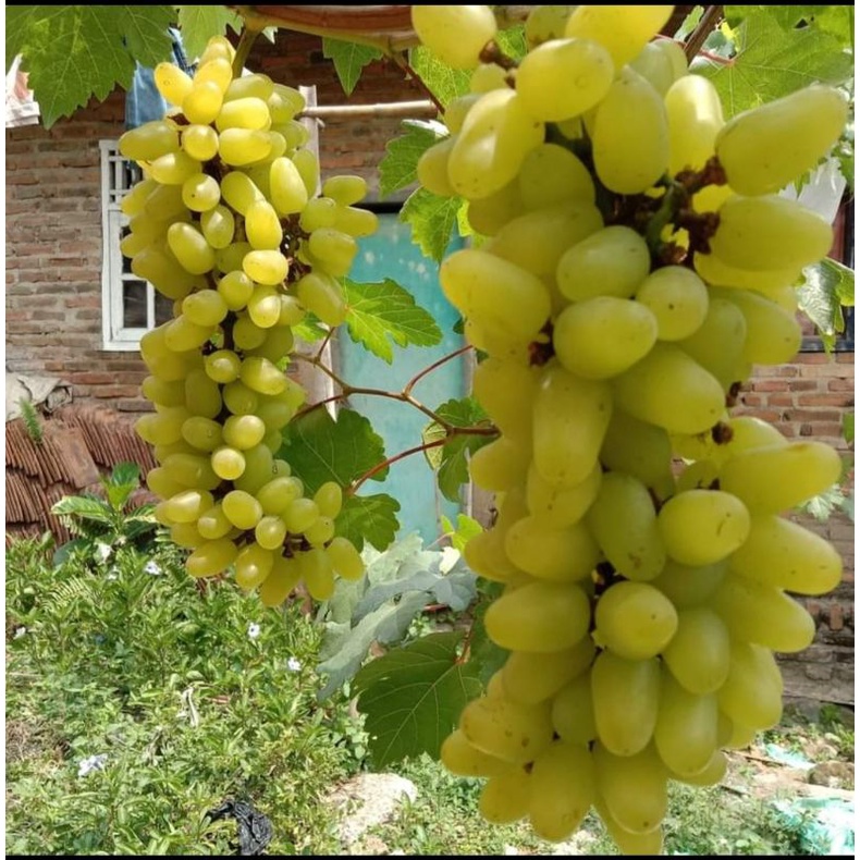 anggur import banana