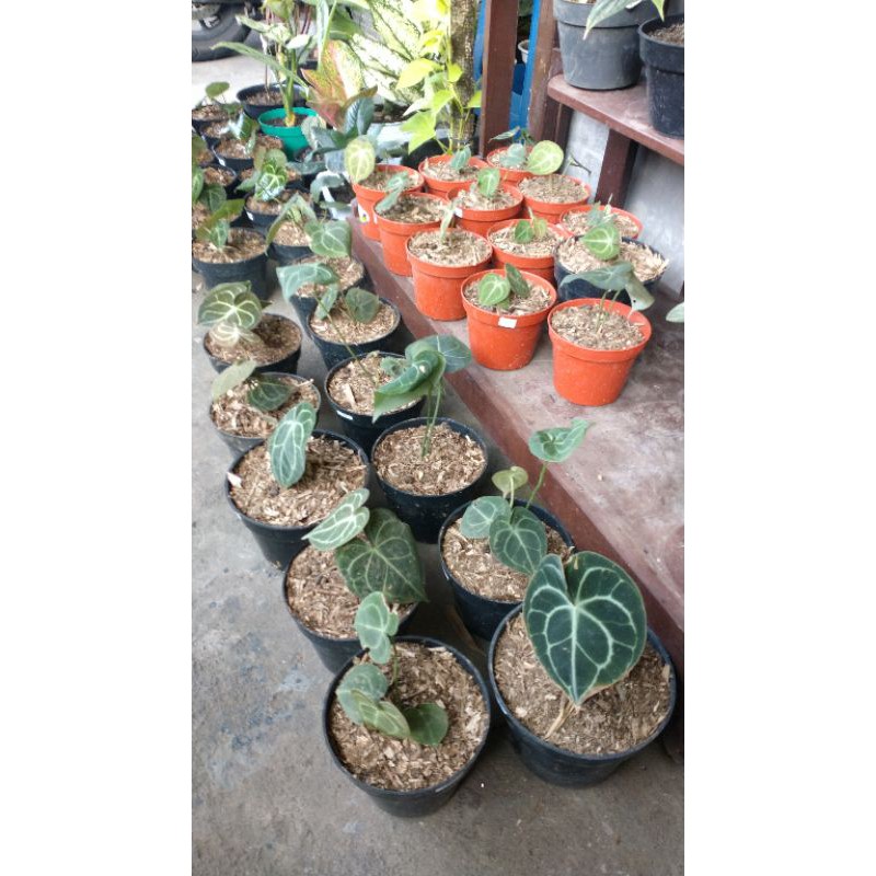 anthurium Clarinervium mini kak nana