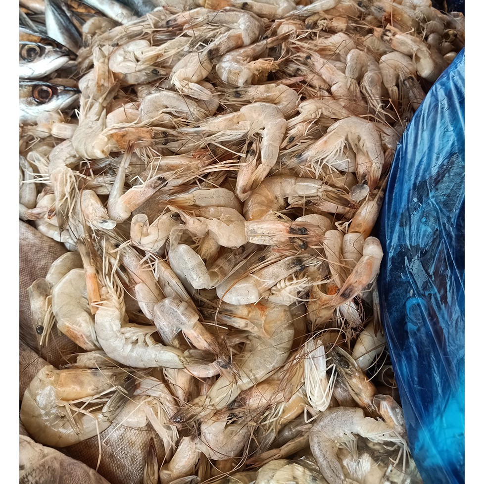 

Udang Basah Besar Fresh - 250 Gram