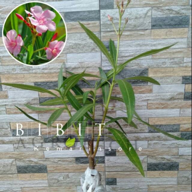 Bibit Tanaman Hias Bunga Jepun Pink/Oleander/Oleandra/Bunga Mentega