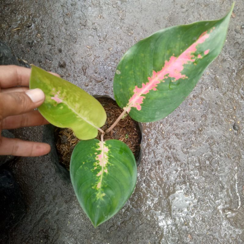 aglonema red kochin anakan promo murah