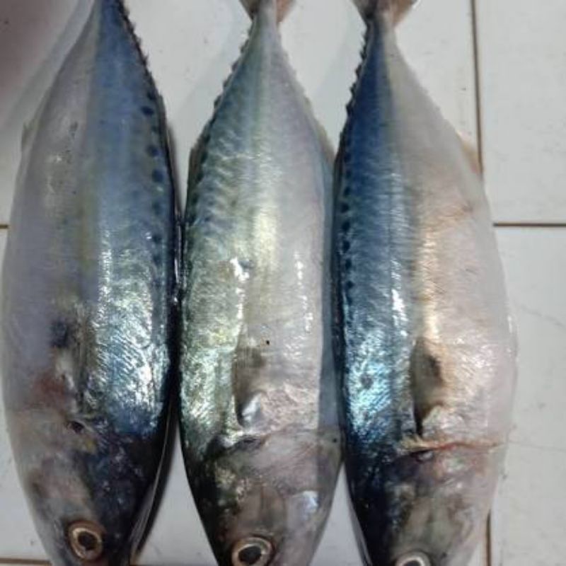 

Ikan Tengkek Segar