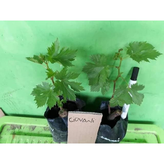 PROMO! Bibit Anggur Import Giovani Hasil Grafting