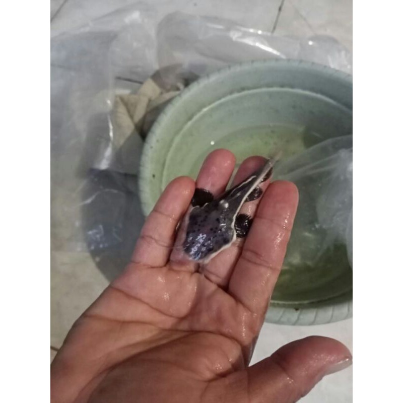 ikan hias RTC size 4-5cm